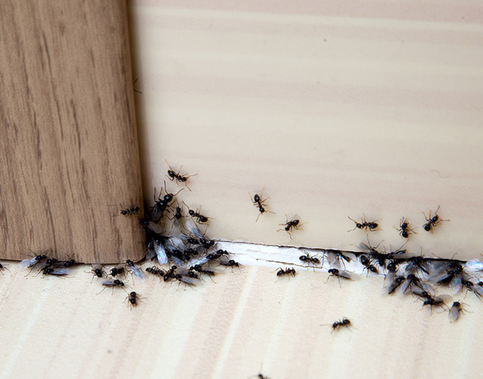Ants in a corner