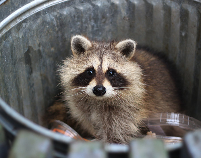 Raccoon in a trash can