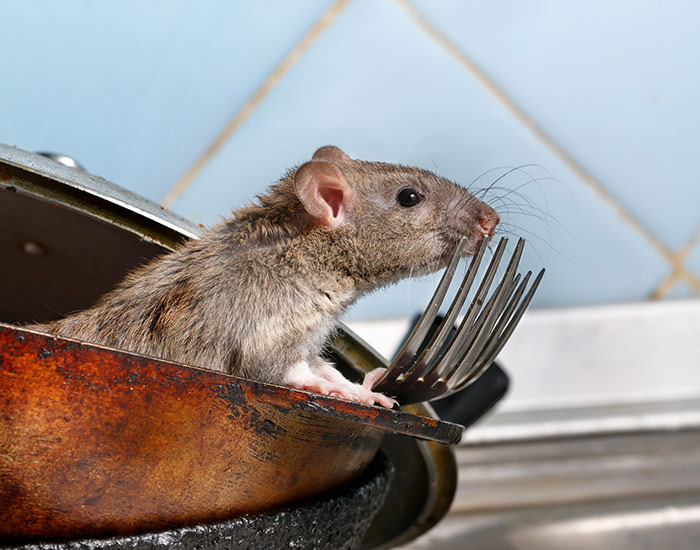 Rat in a kitchen