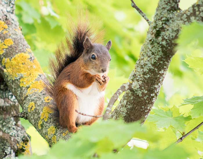 Professional Squirrel Removal Services in Orlando, FL – Total Pest Services