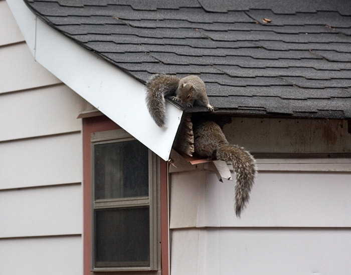 Squirrels in attic