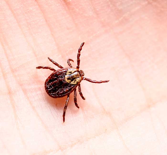 tick