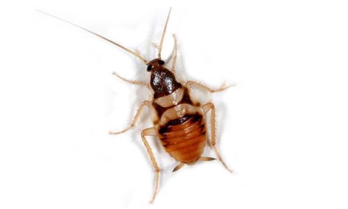 Brown-Banded cockroach