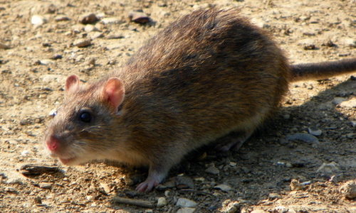 Norway Rat